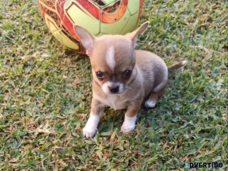 Beautiful cream male chihuahua