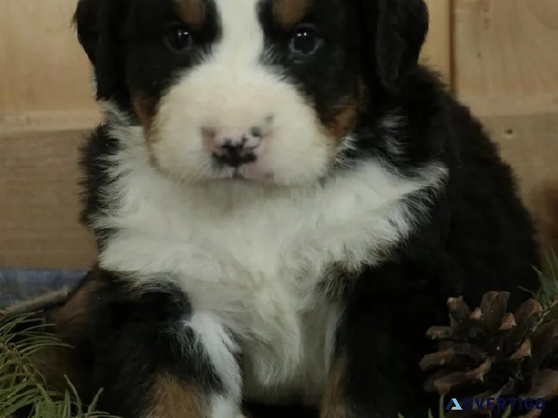AKC Bernese Mountain Puppies