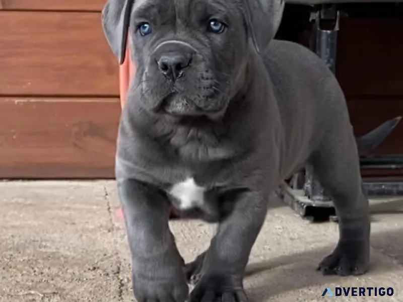 Exquisite Cane Corso Puppies Available in New York