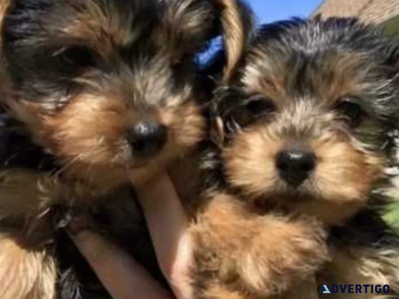 Beautiful Yorkies