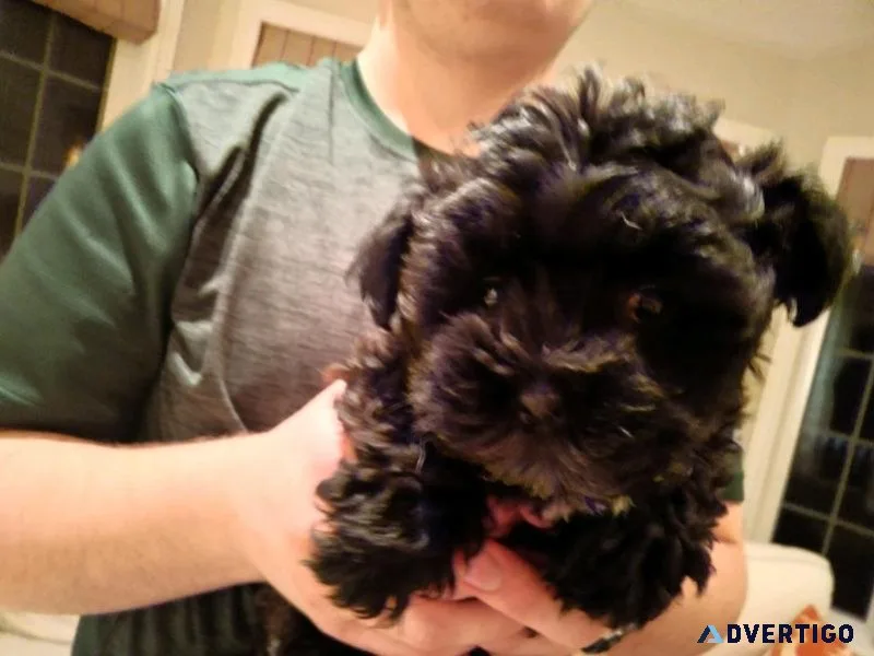 Miniature poodles