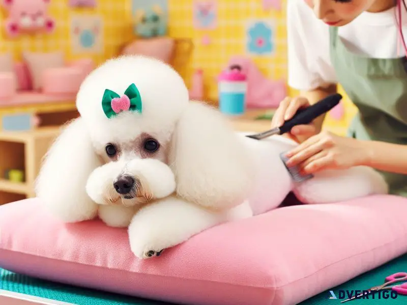 Luxury Grooming Services at Paw Oasis Pet Resort Lewisville