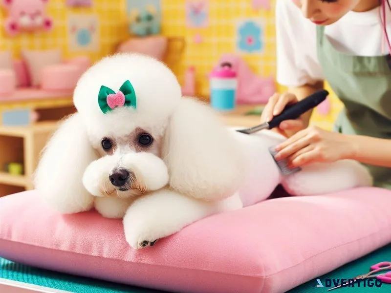 Luxury Grooming Services at Paw Oasis Pet Resort Lewisville