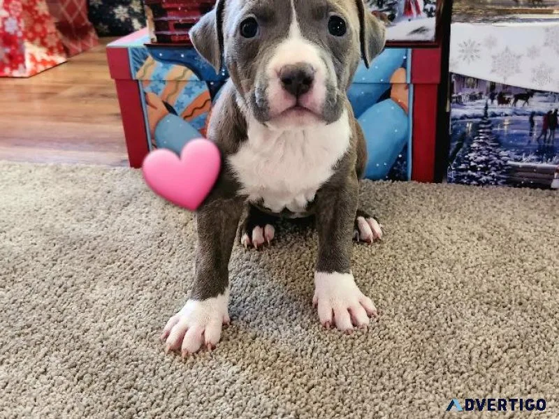 Blue Nose Pit puppies