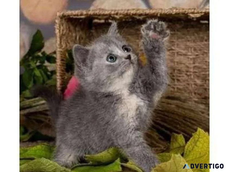 EE4 British shorthair kitten for Sale