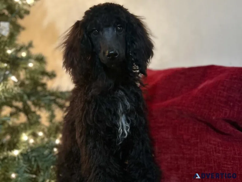 Moyen Poodle Puppy-Michigan