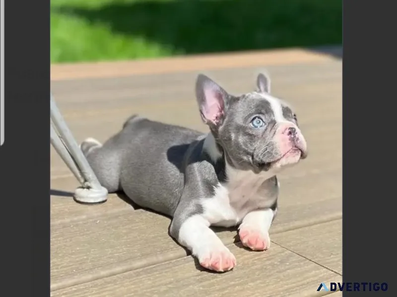 CKC RARE Silver Blue Pied French Bulldog Puppy For Adoption