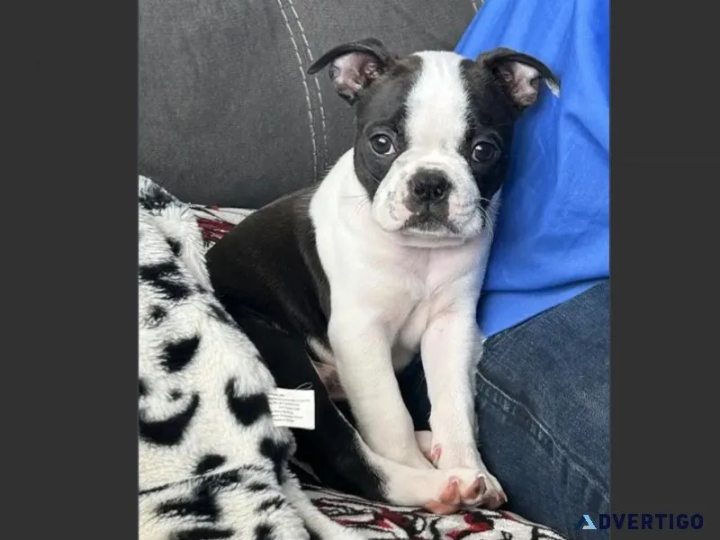 Female Boston Terrier Puppy For Adoption