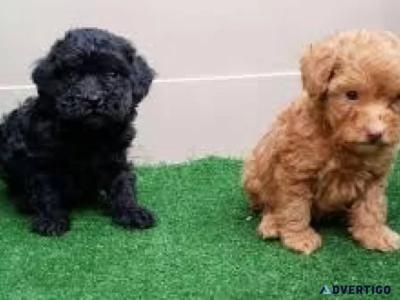 Toy Poodles