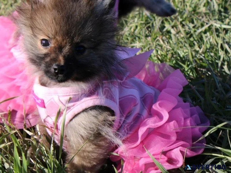 pure pomeranian puppies SERIOUS INQUIRIES ONLY