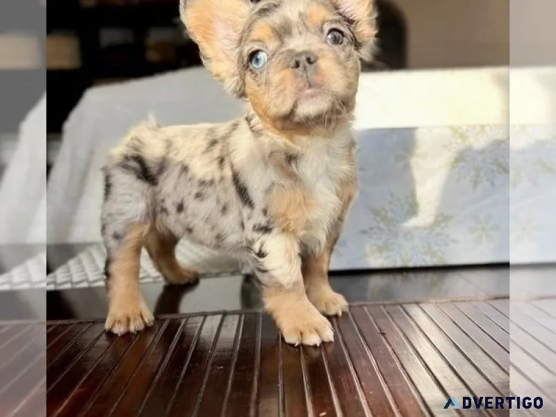 Outstanding English Bulldog Puppy