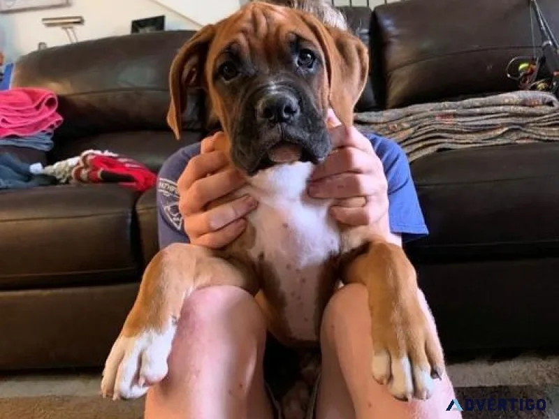 Amazing Boxer Puppies ready for sale.