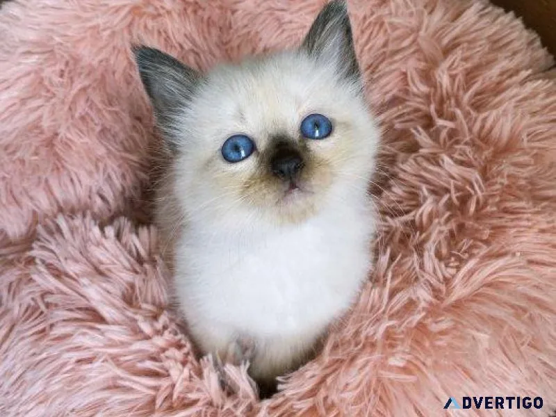 Balinese  Kitten for Sale