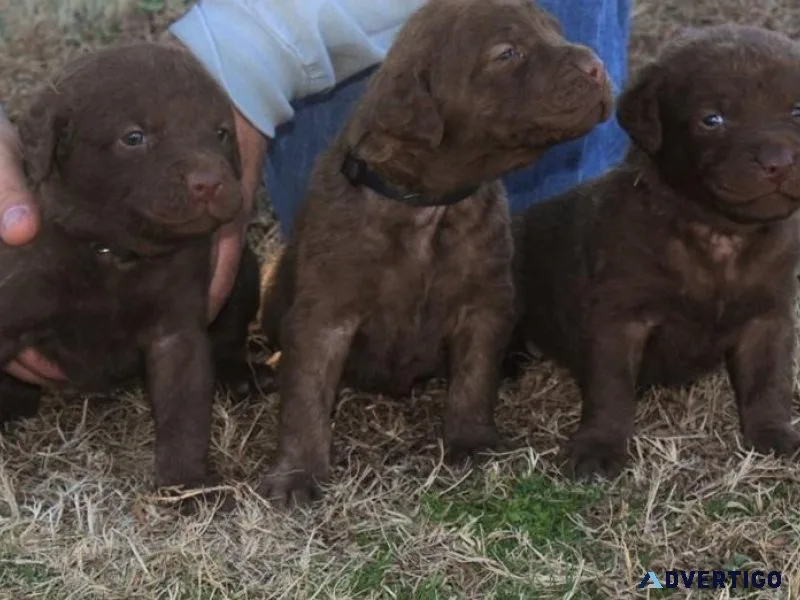 Male and female Chesapeake Bay Retriever puppies