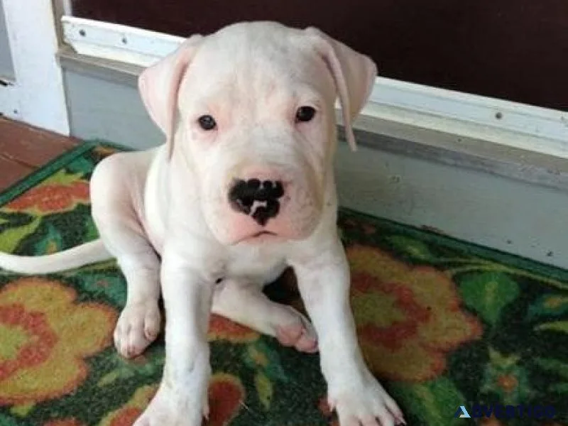Well Socialized Dogo Argentino Puppies