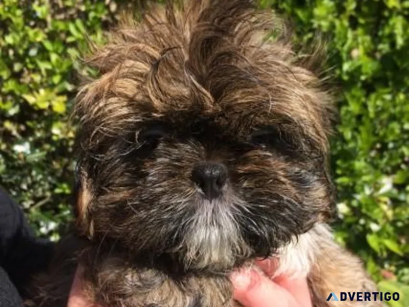 Adorable Shih Tzu Puppies