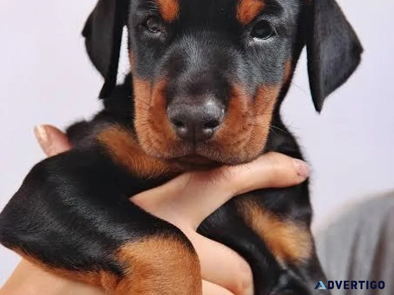 Doberman Pinscher Puppy For Sale