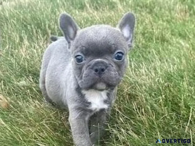 Amazing Frenchton Retriever puppies