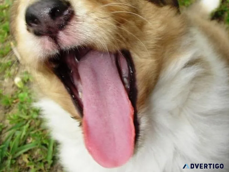 Beautiful Collie puppies