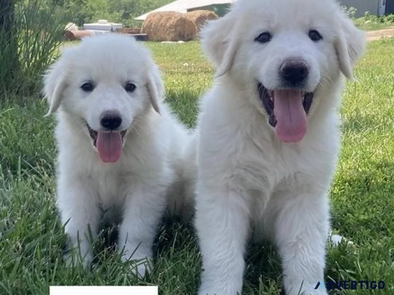 Adorable Great Pyrenees puppies