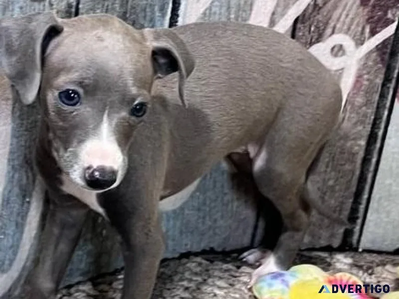 Well Socialized Italian Greyhound Puppies