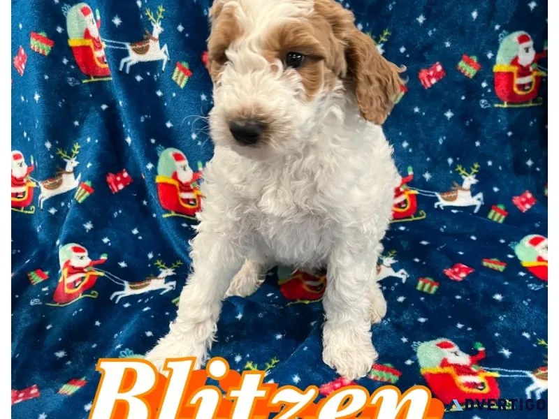 Goldendoodle puppies