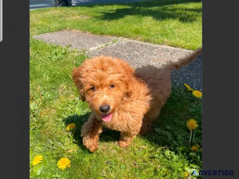 Rehoming 4.5-Month-Old Female Mini Goldendoodle
