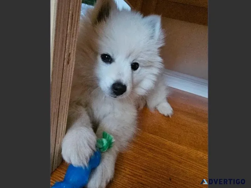 3 months old Male Mini American Eskimo Puppy for Adoption