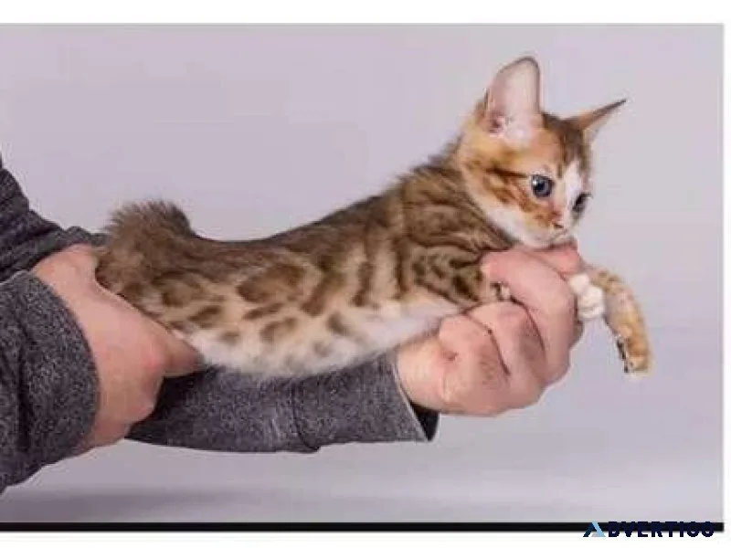 23 GIV purebred Bengal kitten for Sale