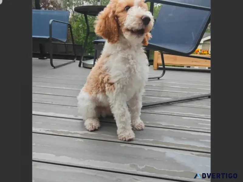 4 months old Male Goldendoodle Puppy For Adoption