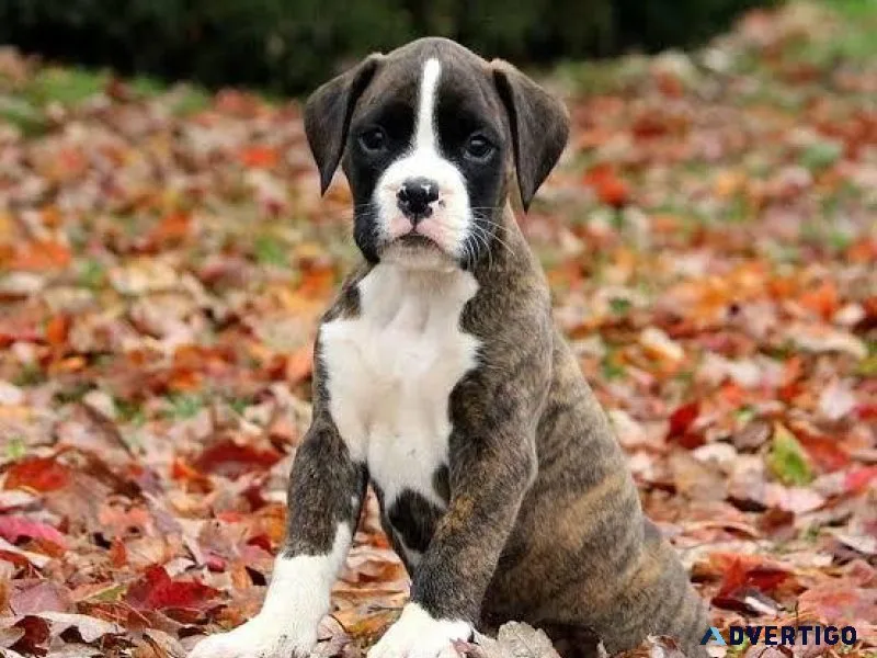 Cute Boxer Puppy