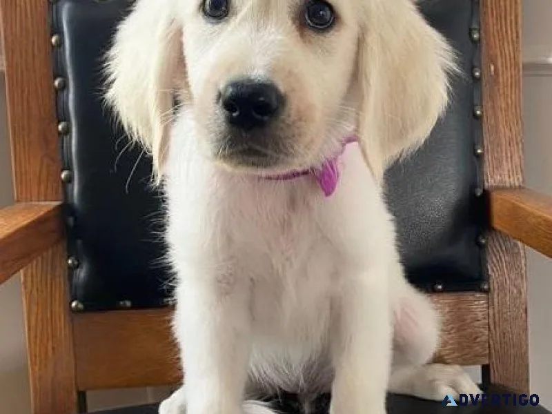 Beautiful English Golden Retriever Puppies.