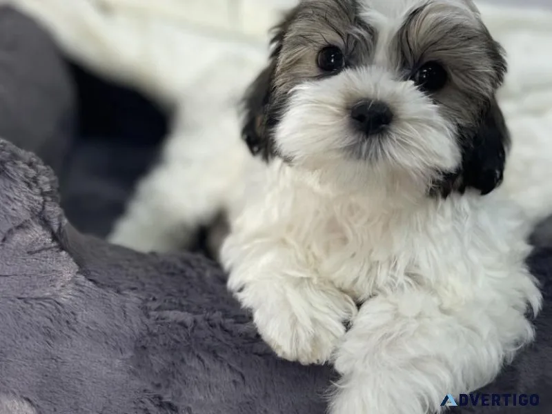 Shih Tzu Puppy (Giveaway Price)