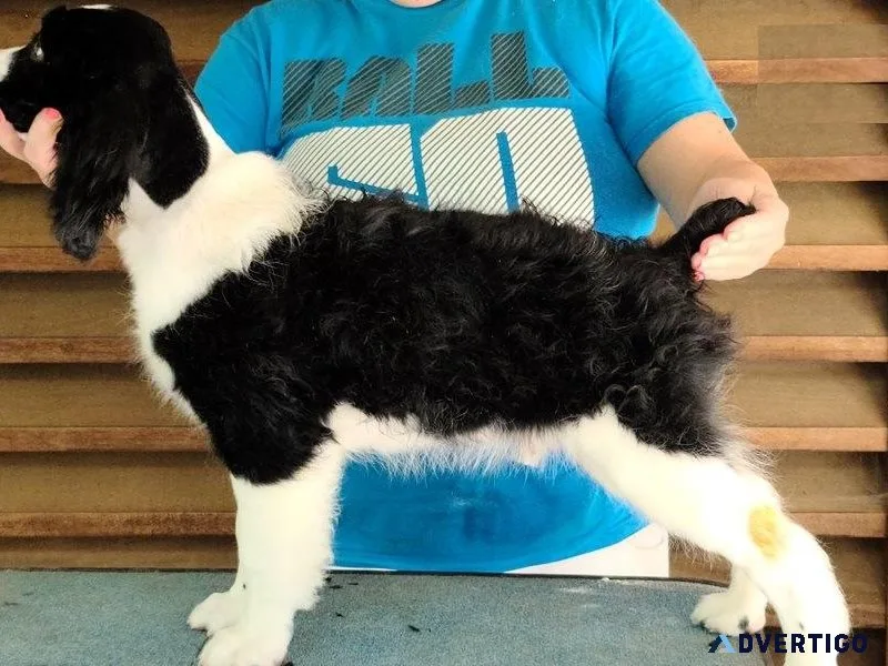 Lovely English Springer Spaniel Puppies