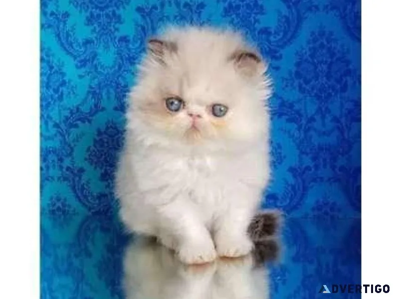 F11 TICA and CFA Persian kitten for Sale