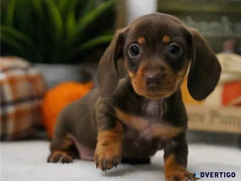 Lovely Dachshund puppies