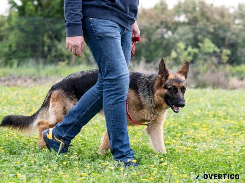 Best Dog Trainer in Visakhapatnam  Behaviour and Toilet Trainer