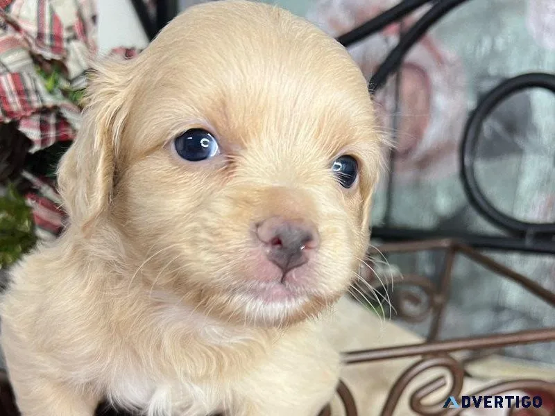 Chihuahuas Puppies purebred