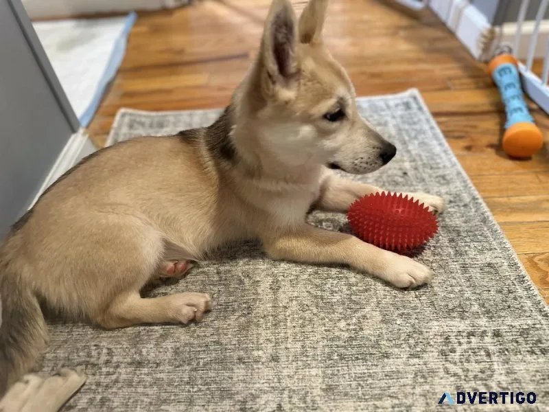 Puppies Husky Mix