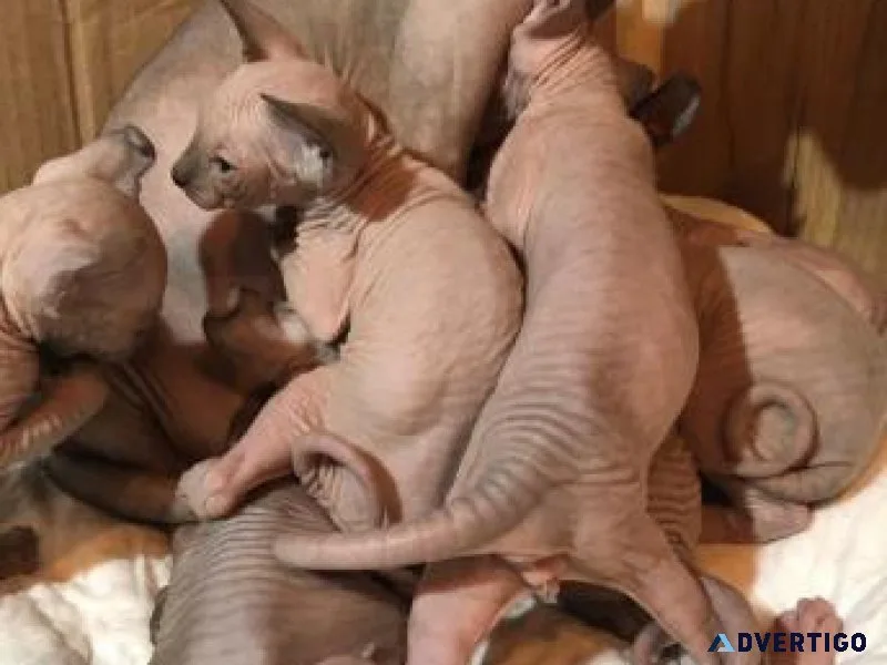 fdcv Lovely Sphynx Kittens for sale