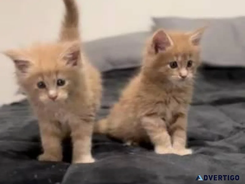 ddfdsfd Maine Coon kittens