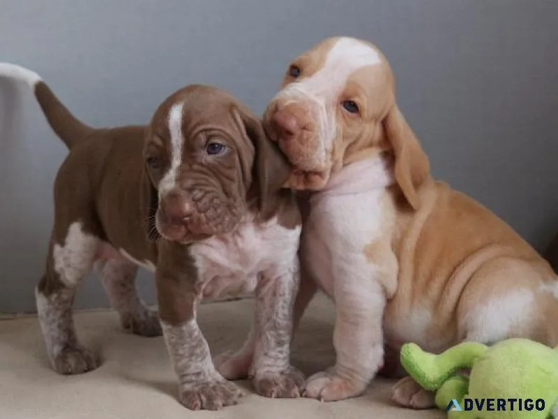 Beautiful Bracco Italiano puppies available.