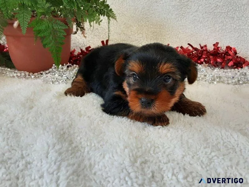 Yorkie Puppies for Sale