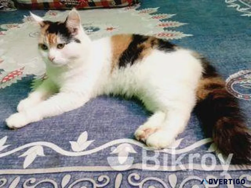 calico persian female