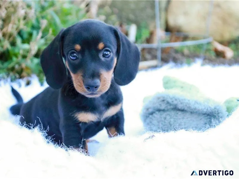 CKC Mini Smooth dachshund
