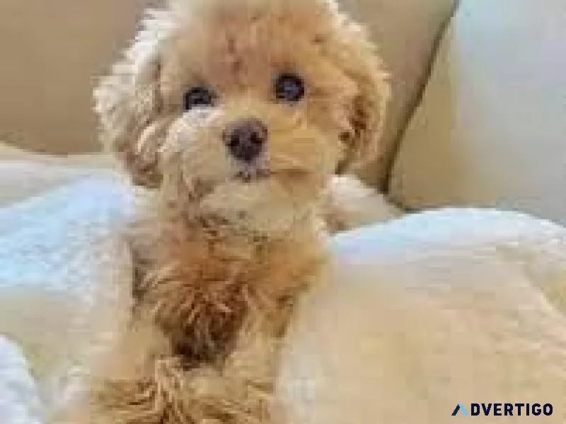 Toy poodle