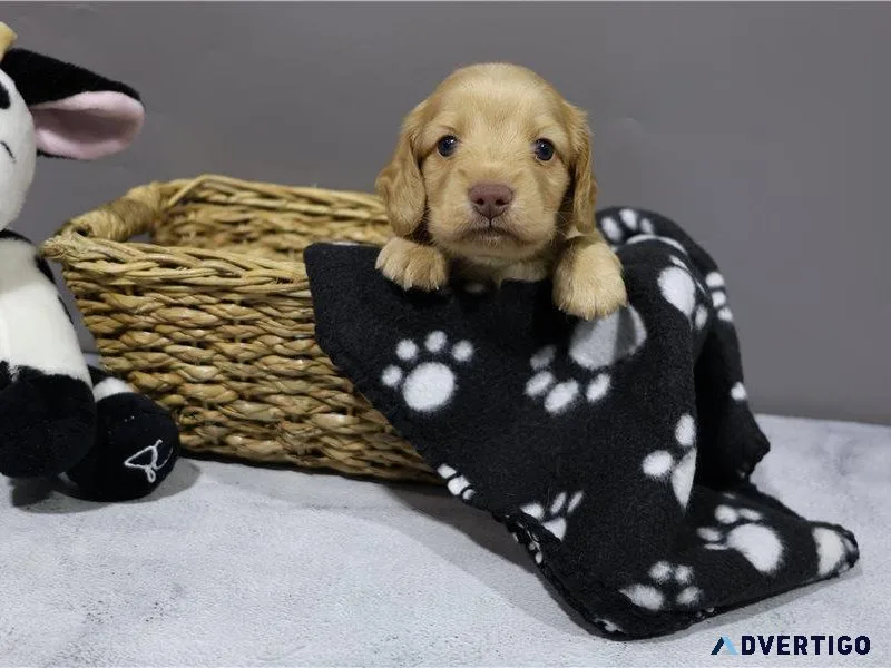 CKC miniature Dachshund female puppy