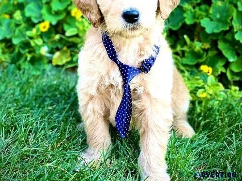 Gorgeous Goldendoodle puppies
