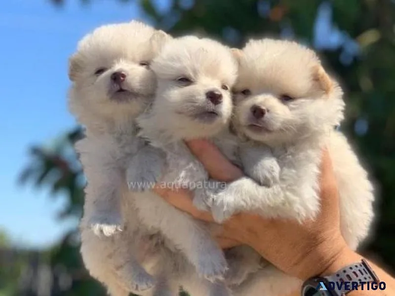Pomeranian - 2 Left (White and Brown)