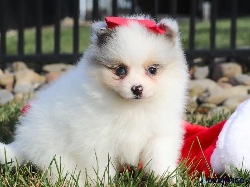 Pomeranian tiny purebred female puppy on hold